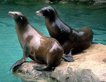 Image Courtesy of All About Seals and Sea Lions – by Anthony BY JOANNE TEASDALE